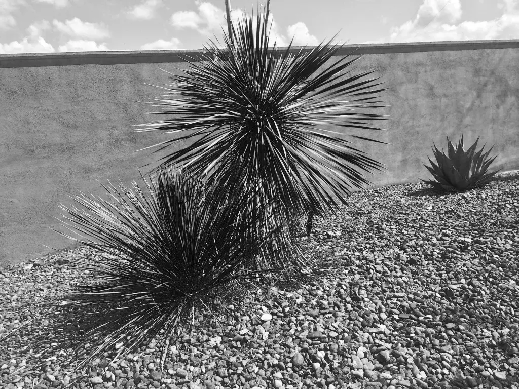 Desert landscaping at the Marfa House on the Hill stands out.