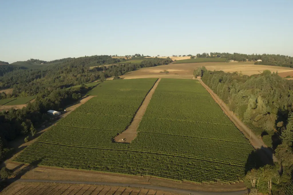 A Softer Pinot: This Oregon Valley Wine Pioneer’s Bottle Is Made for Drinking Now