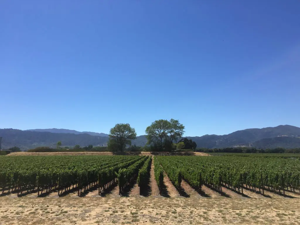 Yountville vineyards