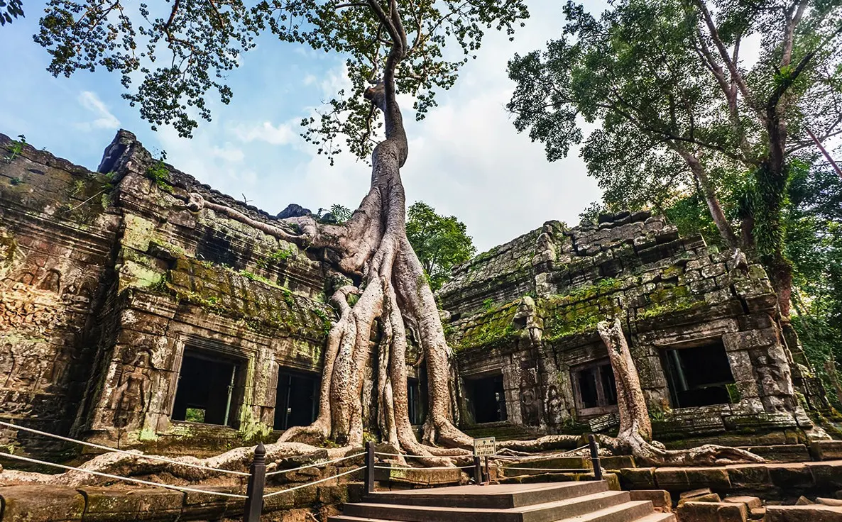 ta-promh-temple-bigtree