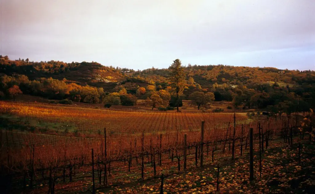 Napa Valley Winery Couple Embraces a Special Tasting Event That Will Bring Their Wines Right to Your Door in Texas
