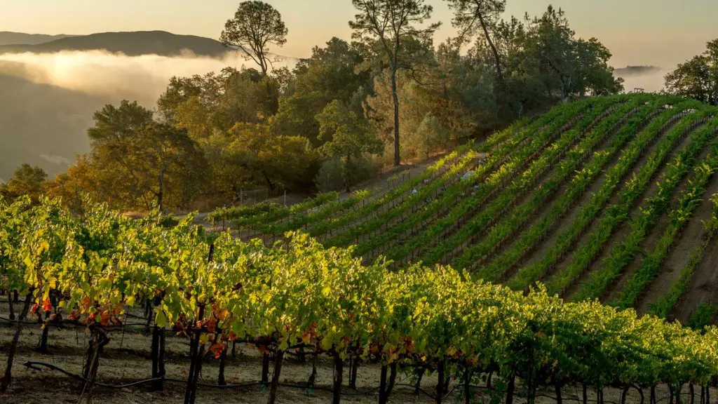 What You Should be Drinking — These Somerston Cabs Bring Napa Home