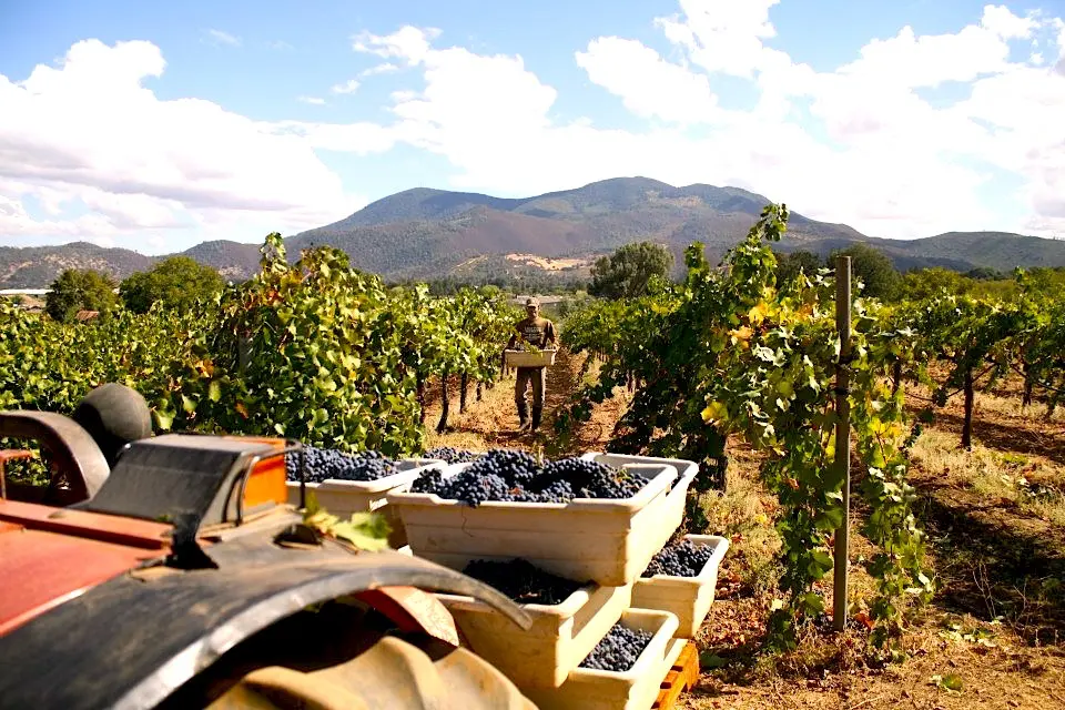 Wine Raised — Growing Up on a Vineyard Makes For a Prolific Winemaker and an Opinionated Voice