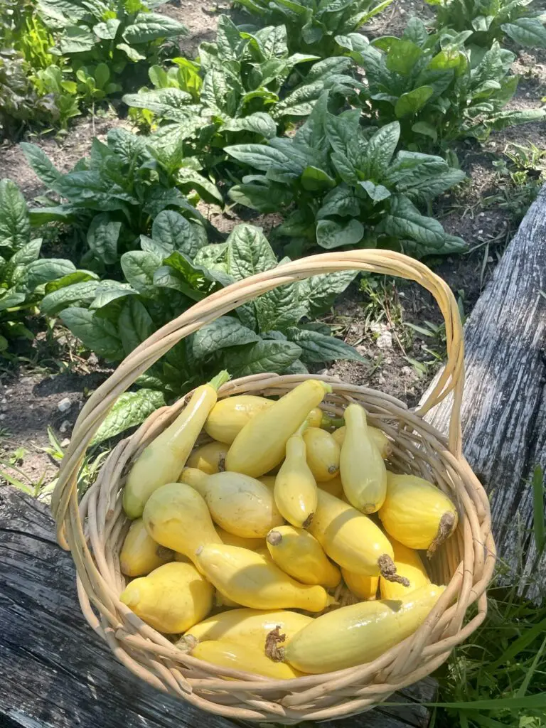 Grady Spears is diving head first into farming his own produce for his latest ventures.