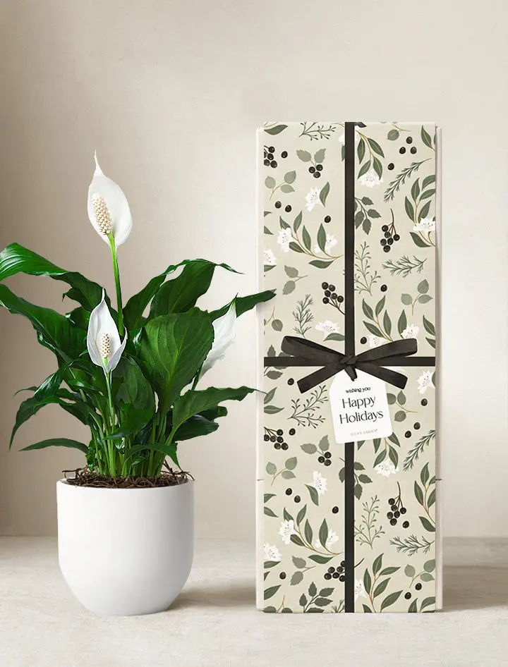 The Holiday Peace Lily Plant is a beautifully lush plant that promotes peace and tranquility, with a portion of proceeds supporting environmental causes. (Photo courtesy Lula's Garden)