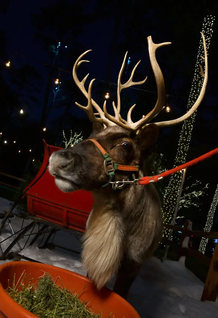 Is it Dancer or Prancer, Donner or Vixen on the lawn at the Santa's Elves party benefiting the MD Anderson Children's Cancer Hospital