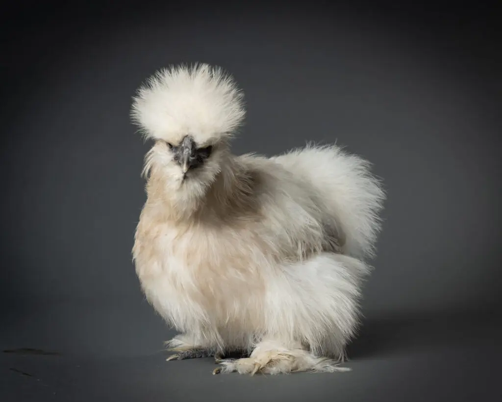 In 2025, Healing Hens plans to visit additional senior living communities, bringing hens to their day visits. (Photo by Nick Sanders)