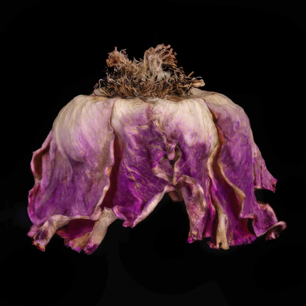 Patti Gary_Rose Couture No. 7_Photographic Art Printed on Hahnemuhle Metallic Photo Archival Paper_24 x 24_2150