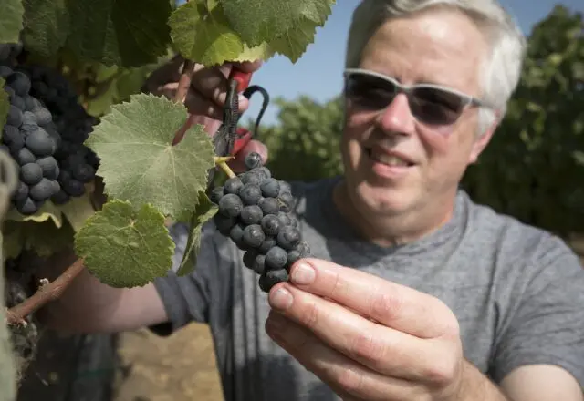 A man and his grapes. "I've devoted my entire life to pinot noir since the very first Siduri vintage," winemaker Adam Lee says. That vintage was 1994.