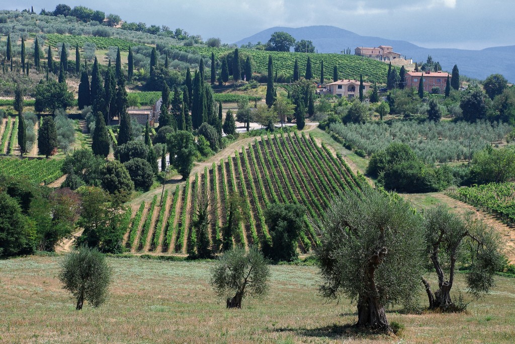 Montalcino: There's good grapes and wild boar in these hills. (Photo by Eric Huybrechts)