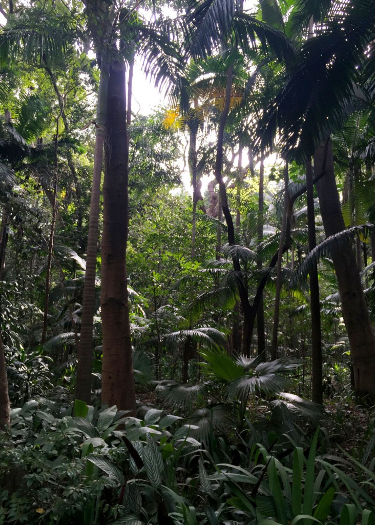 The beautiful Parque Tenente Siqueira Campos just a few blocks from the Tivoli hotel in the Jardins neighborhood of São Paulo