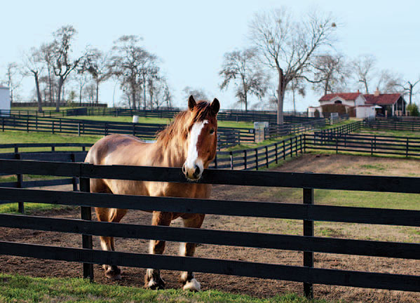 A resident of the Inn at Dos Brisas