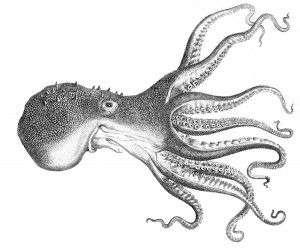 Octopus_pallidus