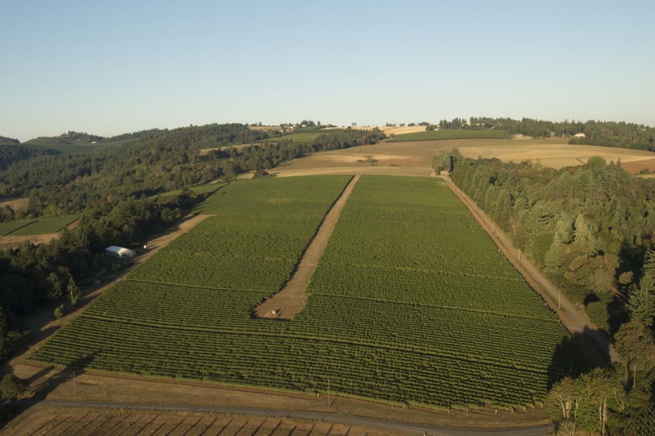 Elton in Eola Amity Hills: From these vines come some very good Pinot Noir. (Courtesy WIllamette Valley Vineyards)