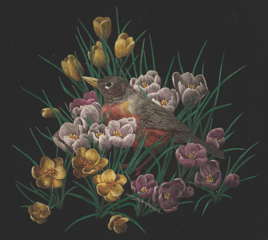 Sally Maxwell’s "Robin in Crocus," 1988, at Red & White Gallery, Fayetteville. Maxwell is one of a very few talents in the country who is keeping alive the lost art of scratchboard. (Courtesy the artist and gallery)