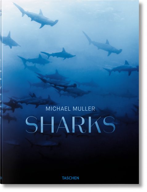 "Sharks," by Michael Muller