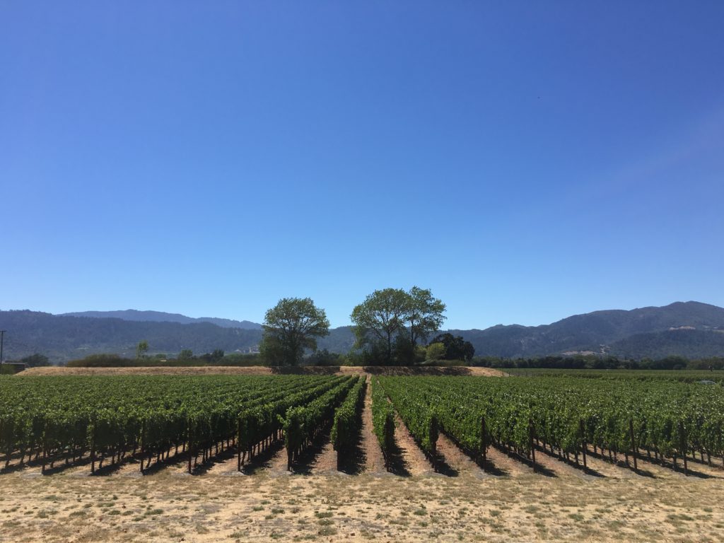 Yountville vineyards