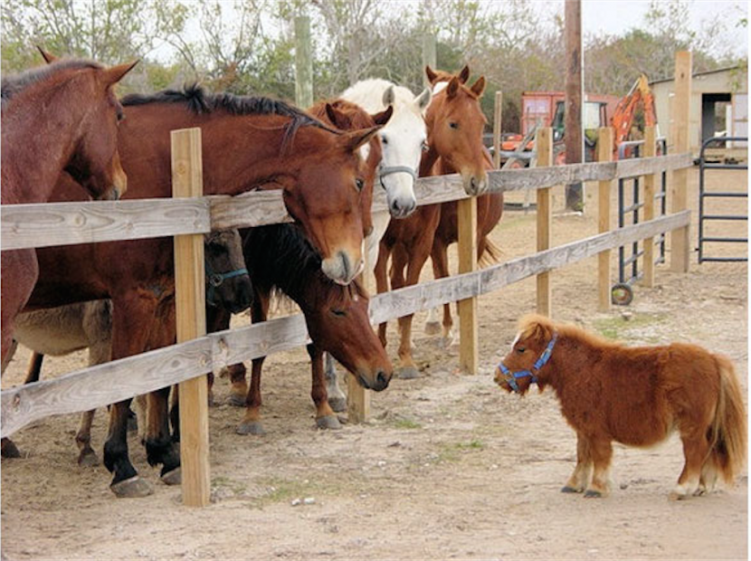 Sir Munchkin aka Munchie--the Habitat for Horses ambassador and therapy horse