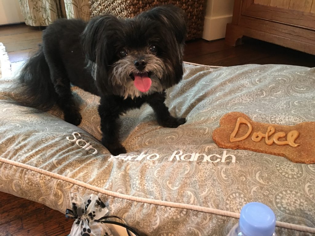 Dolce enjoying the pet amenities