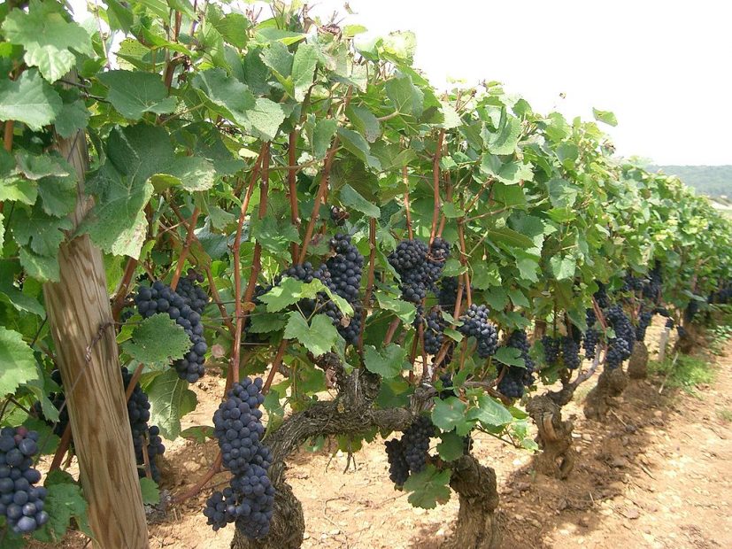 Pinot Noir from Burgundy can be a beautiful thing. (Photo courtesy Wikimedia Commons/PRA)