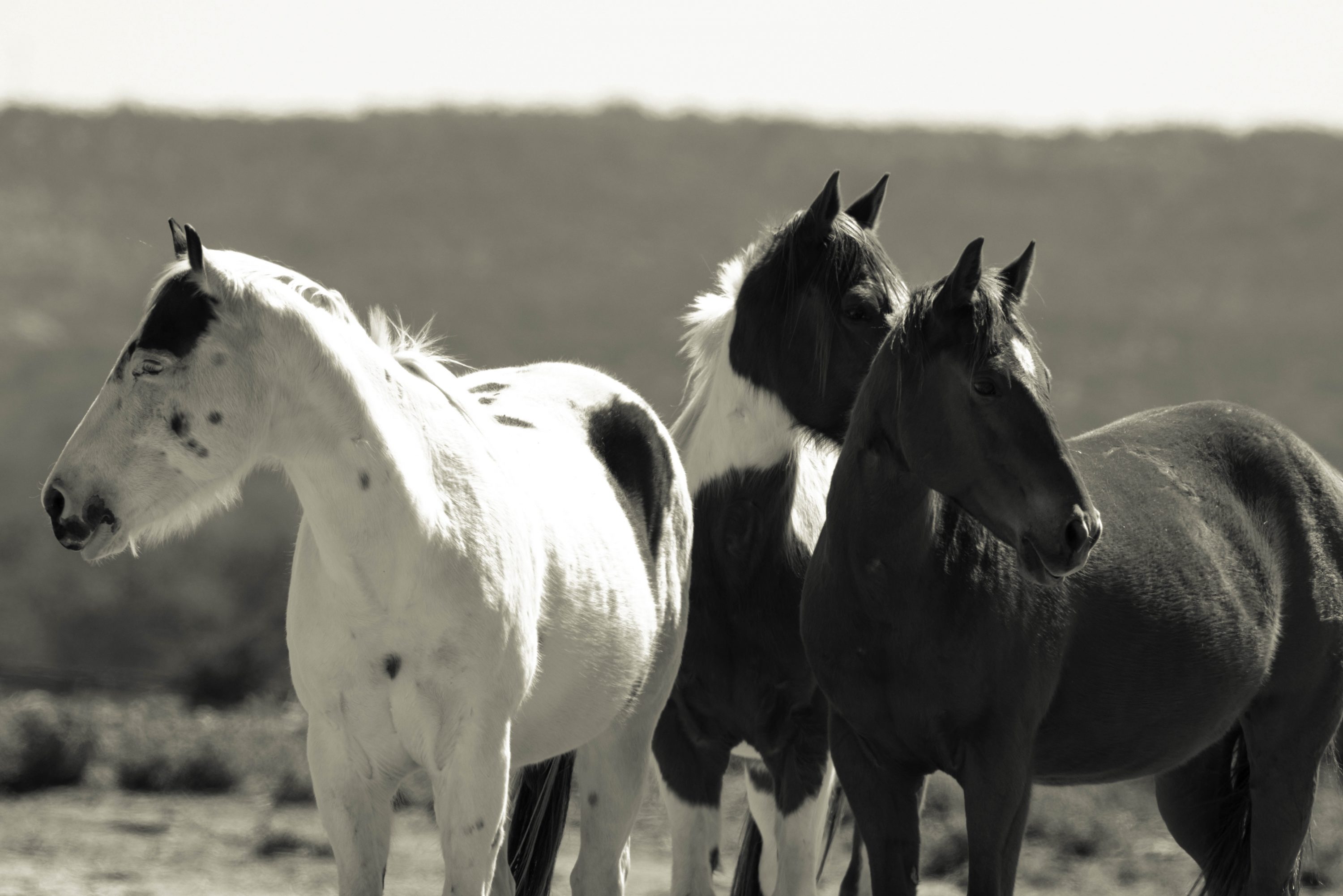 An equine photograph by Kathy Oliver, available for special order at Memorial Antiques & Interiors to benefit Habitat for Horses on Wednesday, May 3