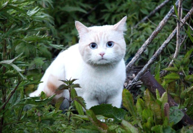 The death of a pet is devastating. But there are ways you can help a friend grieve.