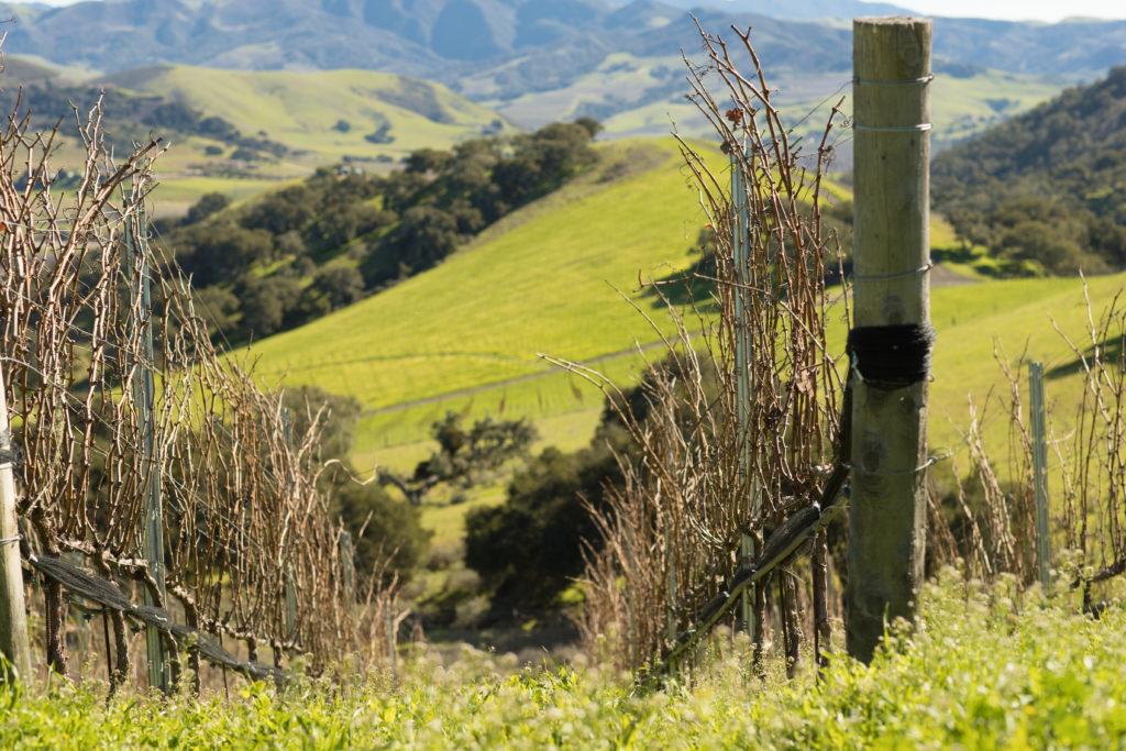 Trina Turk and Mr. Turk