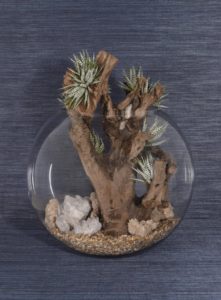 integrated ROD avant garden succulents