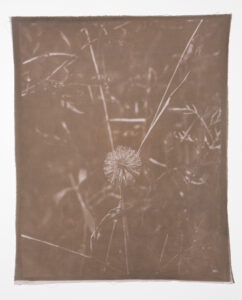 Angela-Sunshine Mimosa