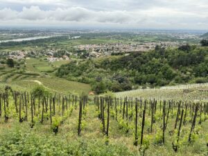 A Jean-Luc Colombo vineyard above Cornas produces wines worthy of Father’s Day or any ocassion. (Photo by James Brock)