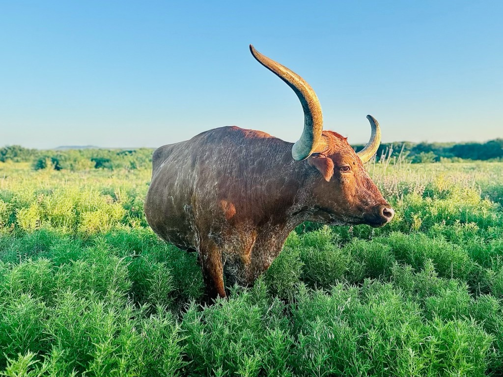 Fort Worth Herd - The majestic herd of longhorns have become the symbol of our city.