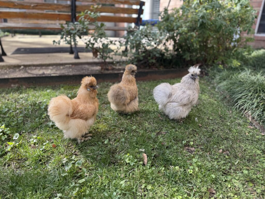 Silkie chickens Donut, Pancake, and Croissant permanently reside in a coop in the courtyard of Signature Pointe in north Dallas. 