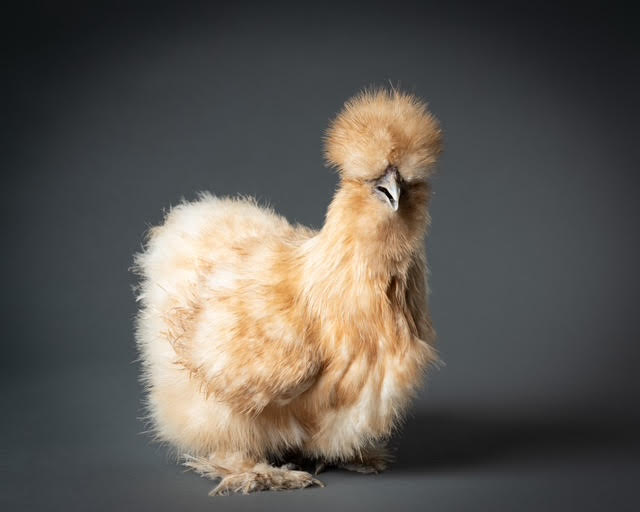 Silkies are a Chinese breed of chicken known for their fluffy plumage and silky feathers. (Photo by Nick Sanders)