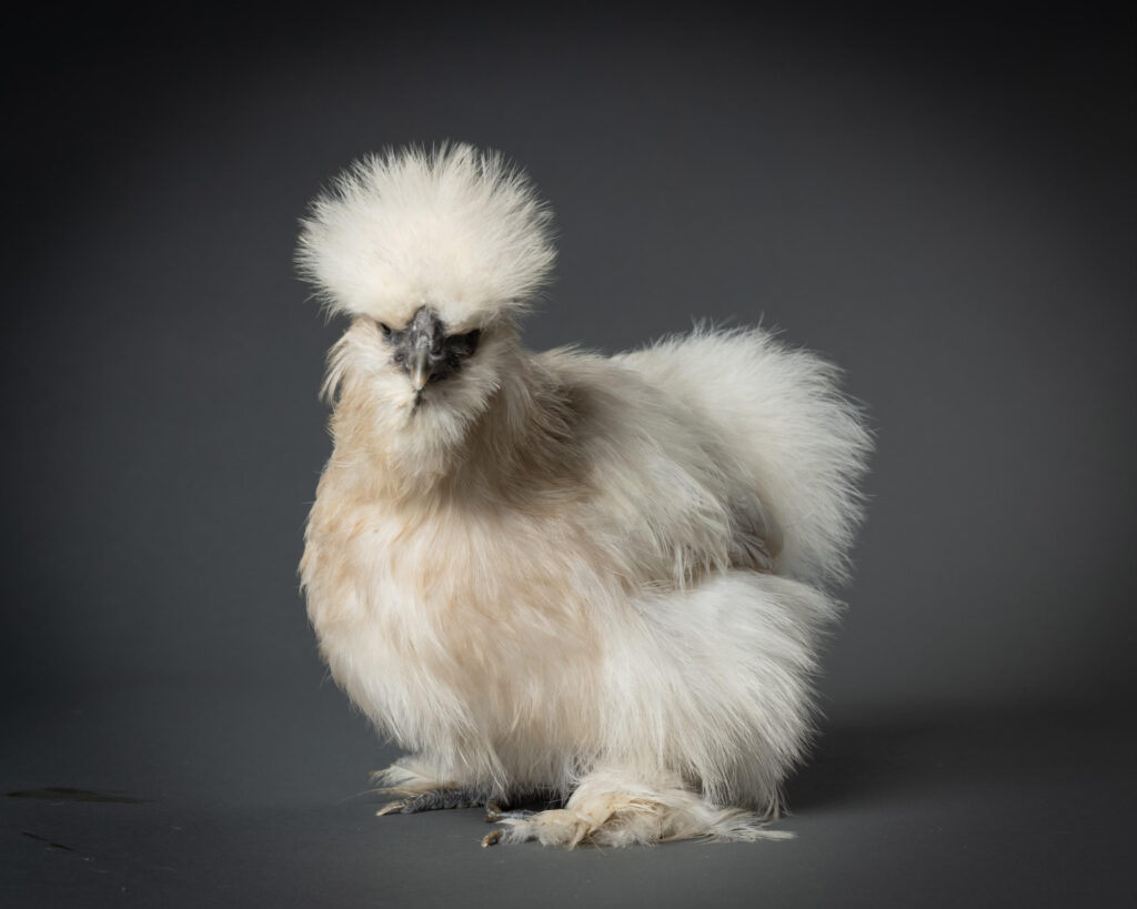 In 2025, Healing Hens plans to visit additional senior living communities, bringing hens to their day visits. (Photo by Nick Sanders)