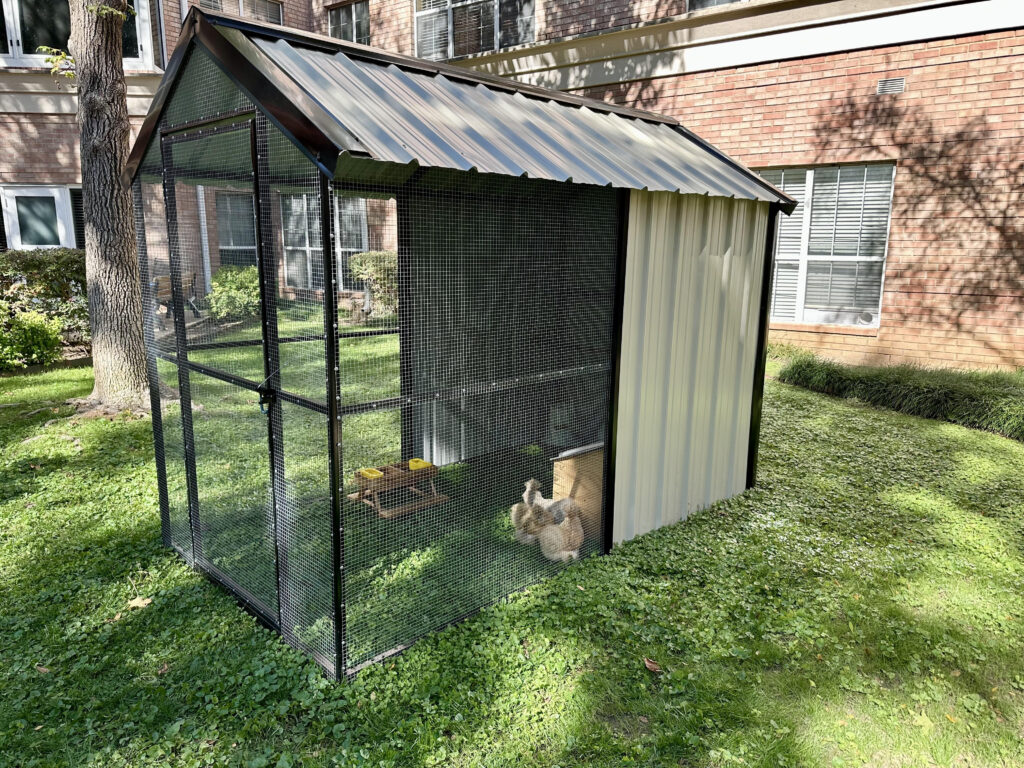 In the fall of 2024, Healing Hens launched their pilot program at Signature Pointe, where they installed a coop for three new silkie chicken residents.