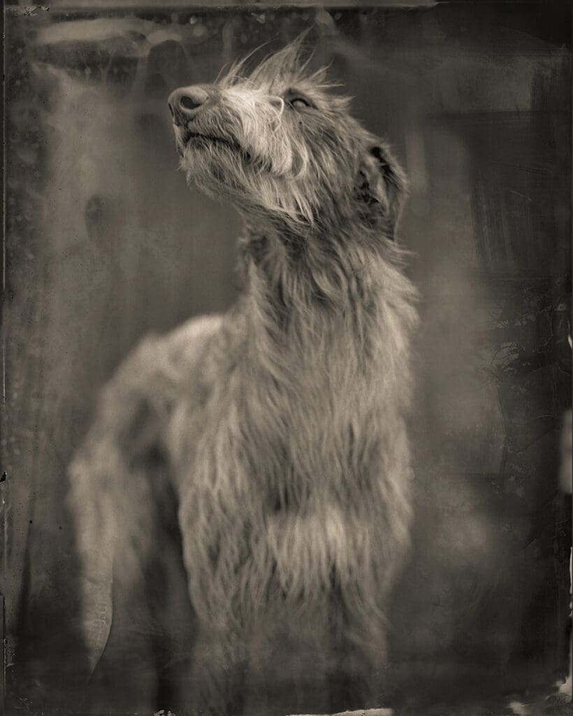 Keith Carter's "Bog Dog," 2014, at PDNB Gallery. The celebrated Carter, Lamar University professor, mines the mystery of East Texas and transmits it into his ethereal images. 