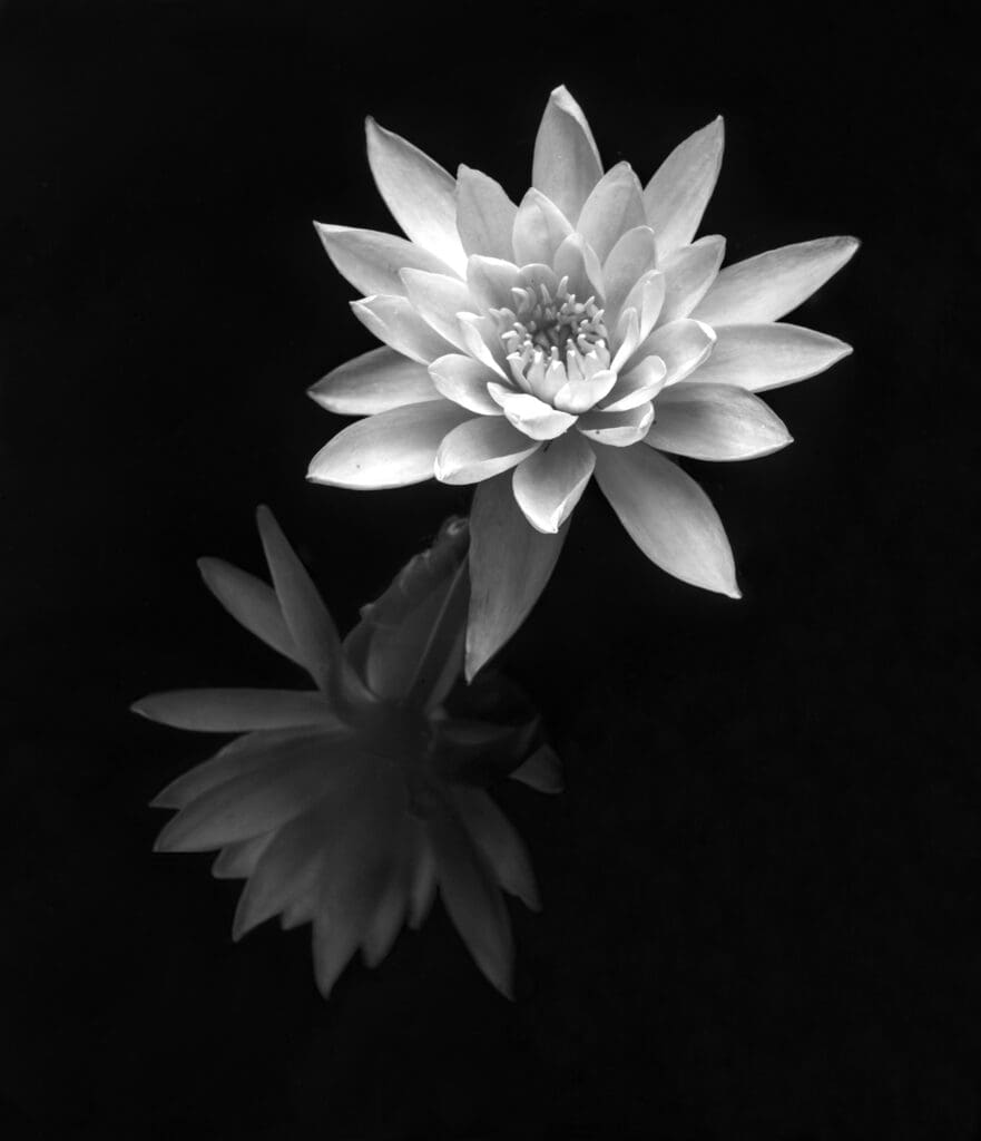 Flor Garduño's "Padmé," 2020. (Courtesy the artist)