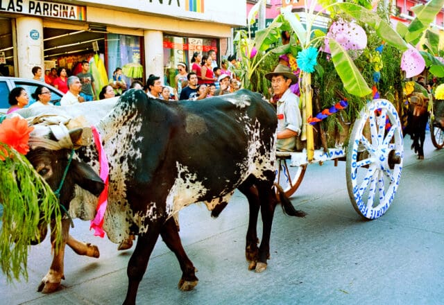 Laura Wilson, Parade of Oxen, Farmer with Spotted Oxen, La Feria de las Velas, Juchitán, Oaxaca, 2011. Archival pigment print. © Laura Wilson.