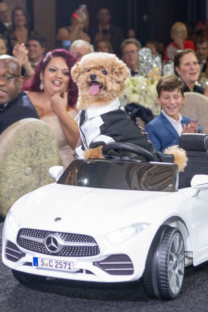 Teddy in the car photo Jacob Power