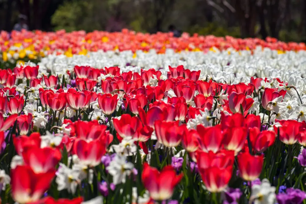 Dallas In Full Bloom