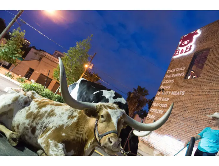 Cows imported from San Antonio greet guests at the B&B restaurant entrance. Photo courtesy Fulton Davenport. 