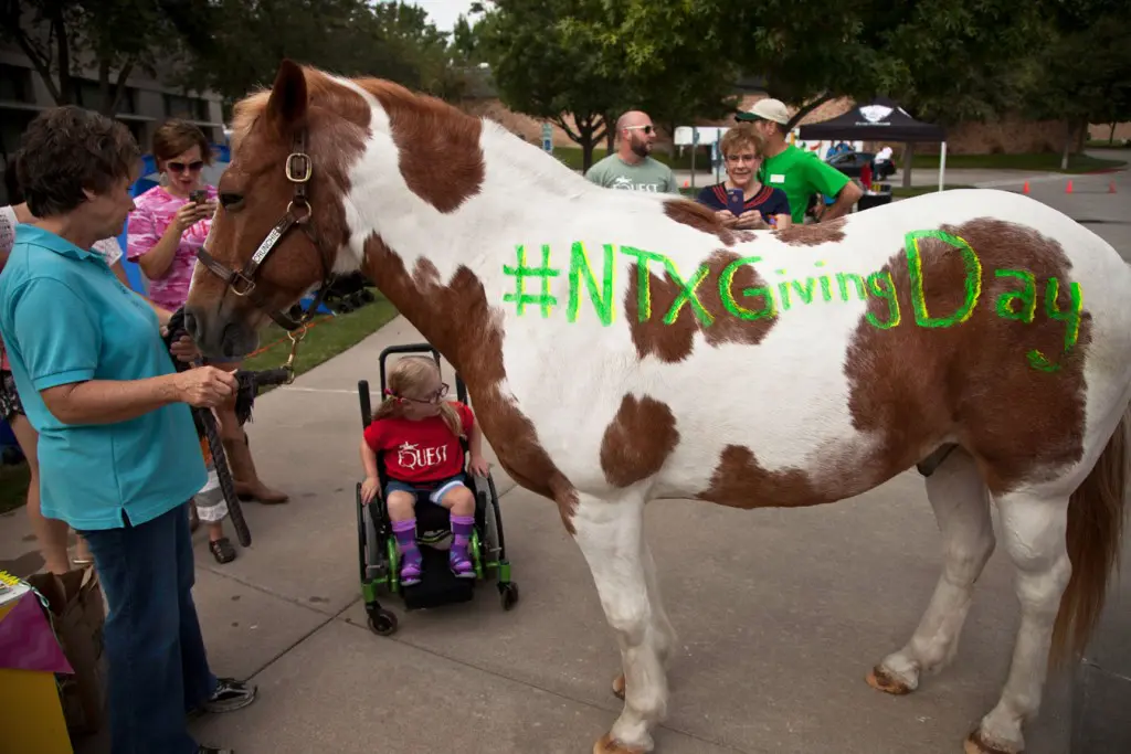 Equest 'Crunchie' therapy horse