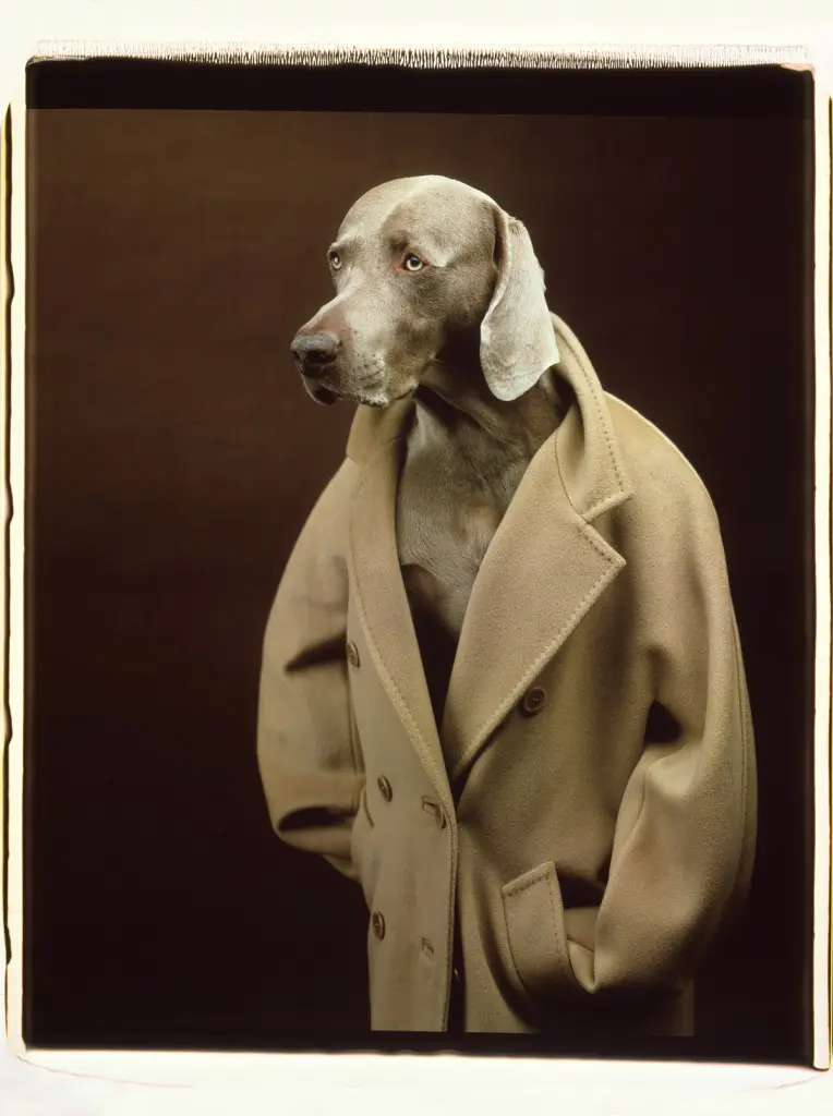 From William Wegman's "Dogs in Coats" series for Max Mara