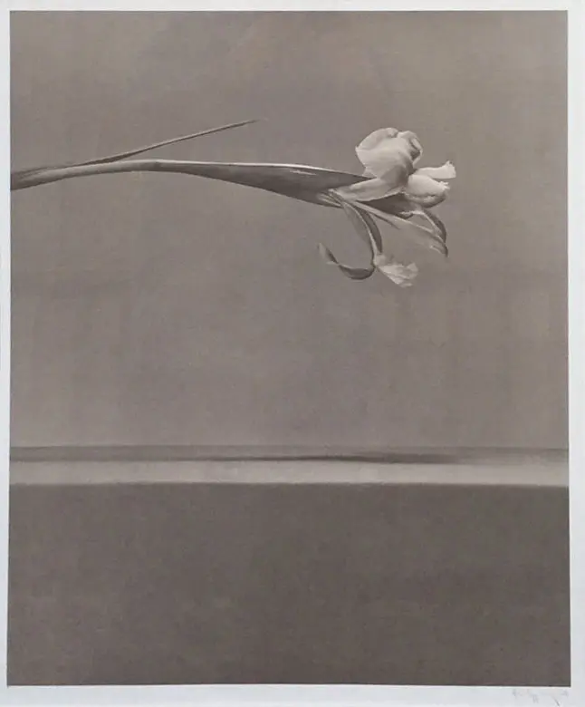 Robert Mapplethorpe, Iris, 1984. Photolithograph. Est. $5,000-$7,000. Courtesy Paddle8.