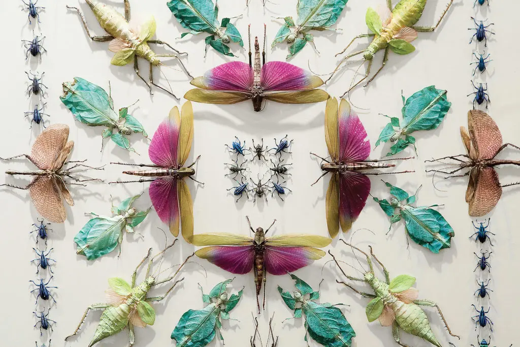 Bug Mania Grips Houston: Grasshoppers, Beetles and Walking Sticks Invade GreenStreet