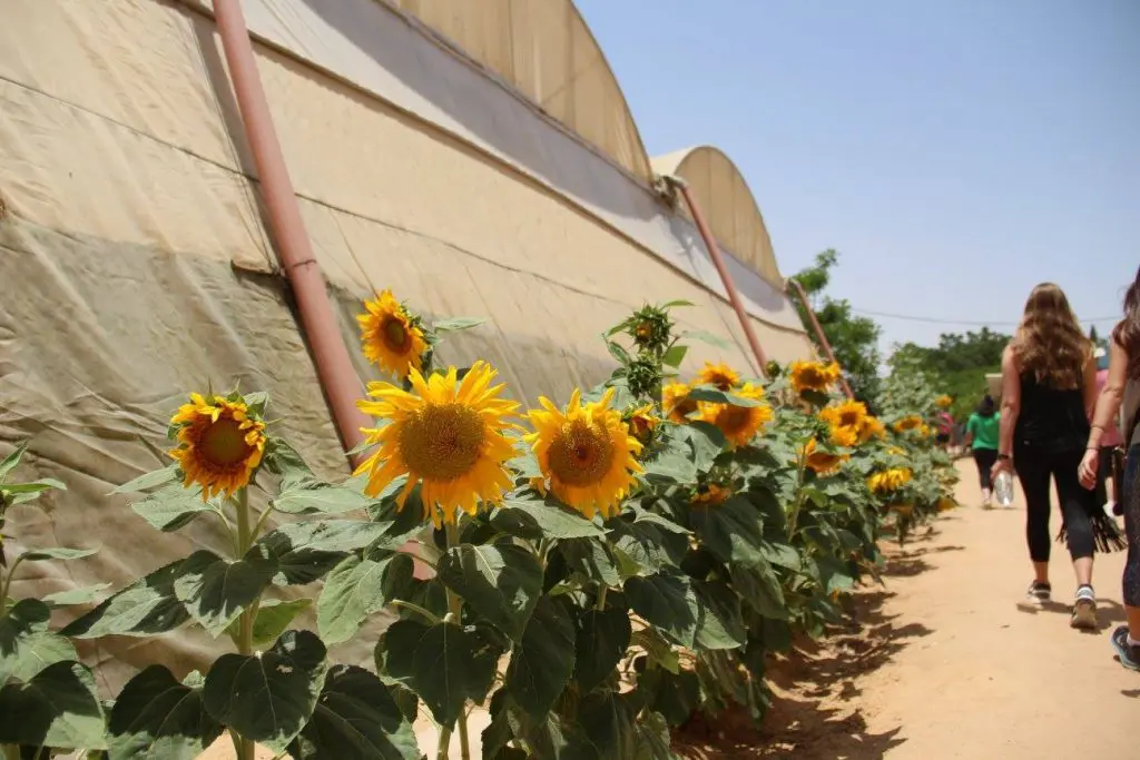 Sunflowers on  The Salad Trail. (Photo by Maddie Coughman)