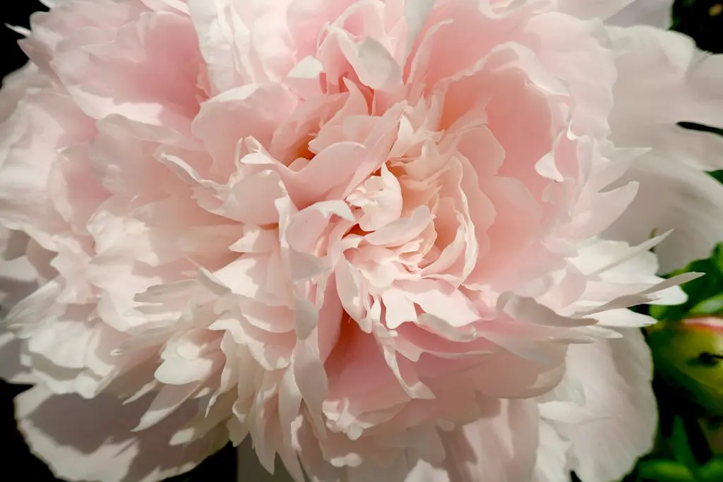 A peony in full bloom, one of the blossoms favored by artist Claire Basler.