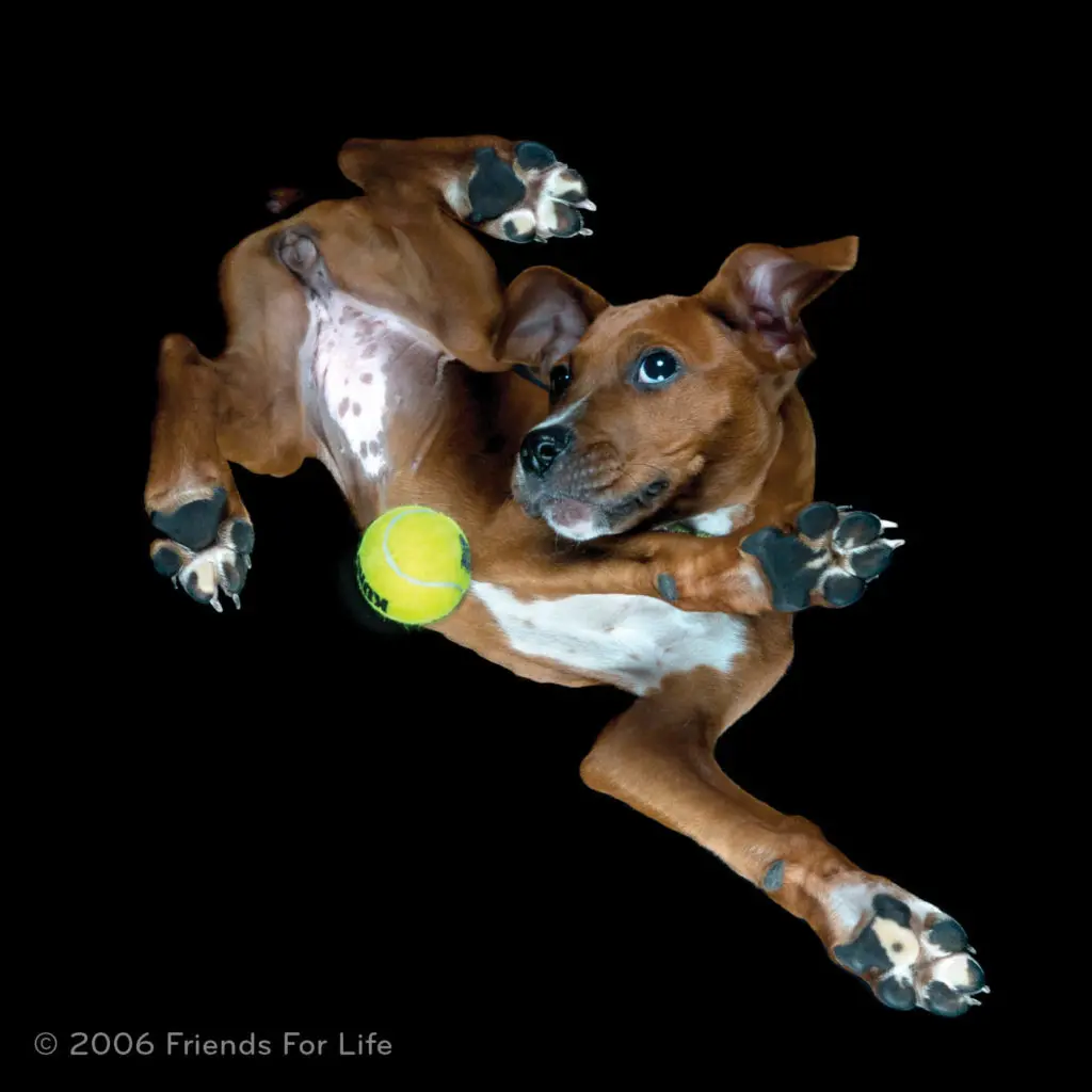 Stars, VIP Dogs, Whiskey Blackjack and <i>Hamilton</i> Tickets: This No-Kill Gala Has It All