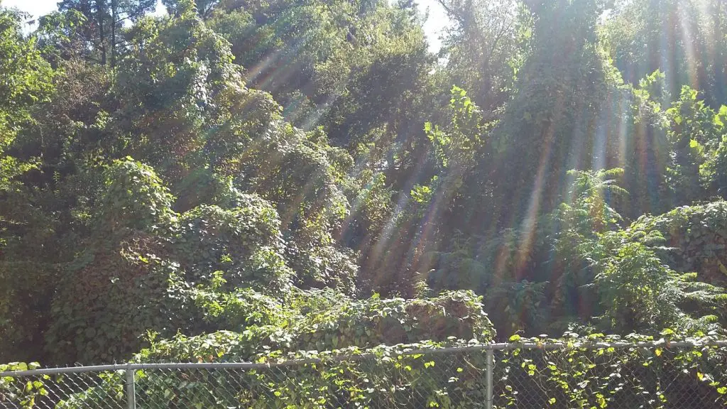 The view from Community Self Storage's back parking lot is sylvan and beautiful and also eerie.