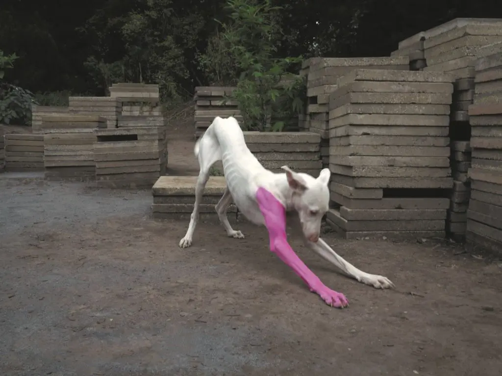 Pierre Huyghe's "Untilled," 2011-2012, living entities and inanimate things, made or not made
